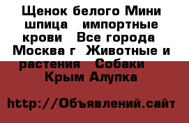Щенок белого Мини шпица , импортные крови - Все города, Москва г. Животные и растения » Собаки   . Крым,Алупка